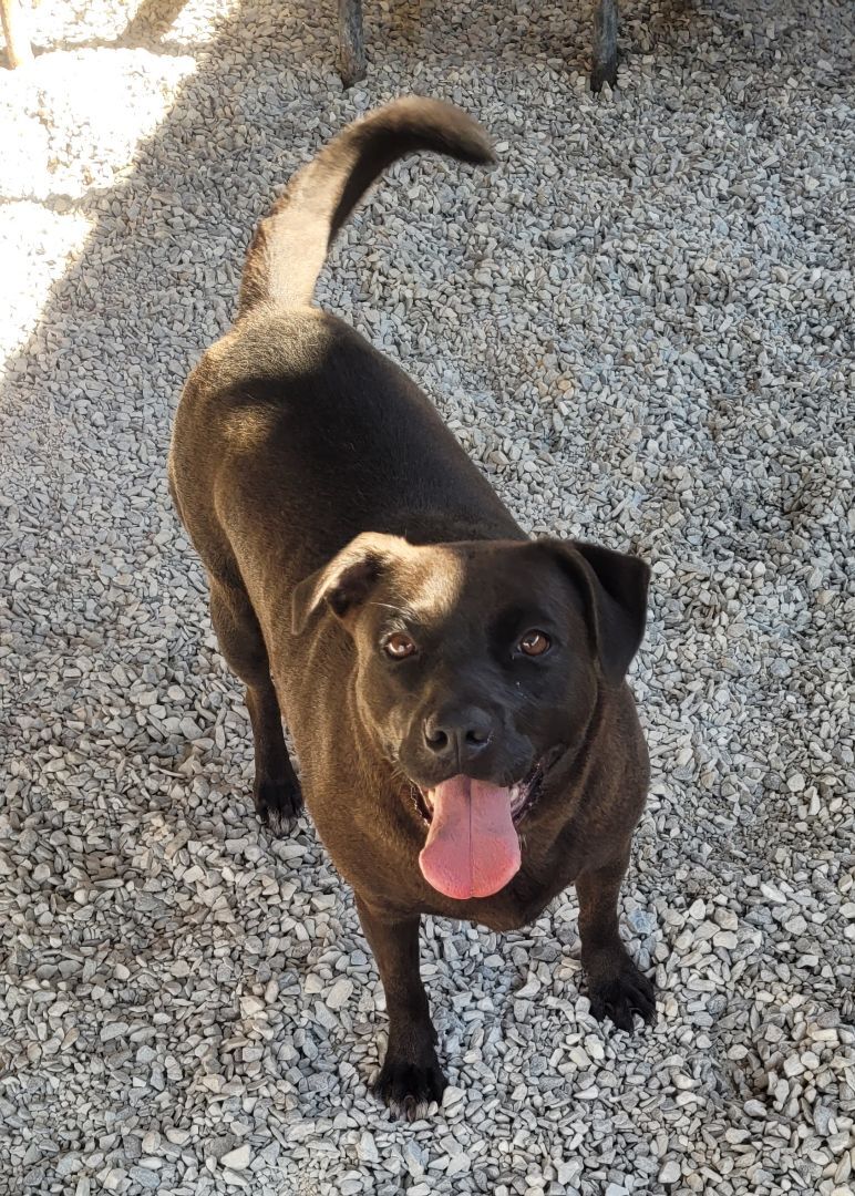 Angel, an adoptable Labrador Retriever in Lowell, AR, 72745 | Photo Image 2