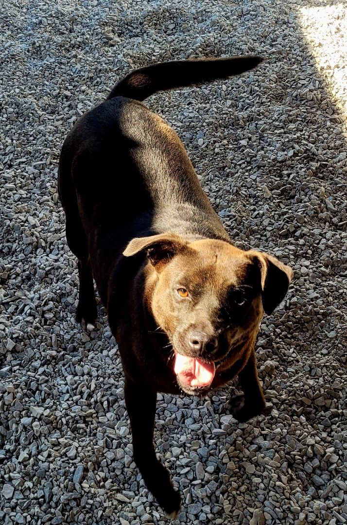 Angel, an adoptable Labrador Retriever in Lowell, AR, 72745 | Photo Image 3