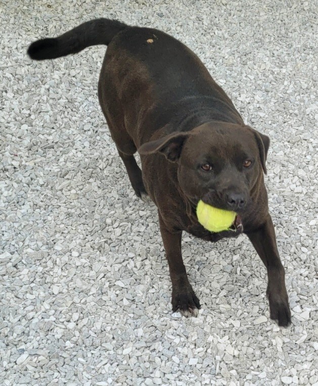 Angel, an adoptable Labrador Retriever in Lowell, AR, 72745 | Photo Image 4