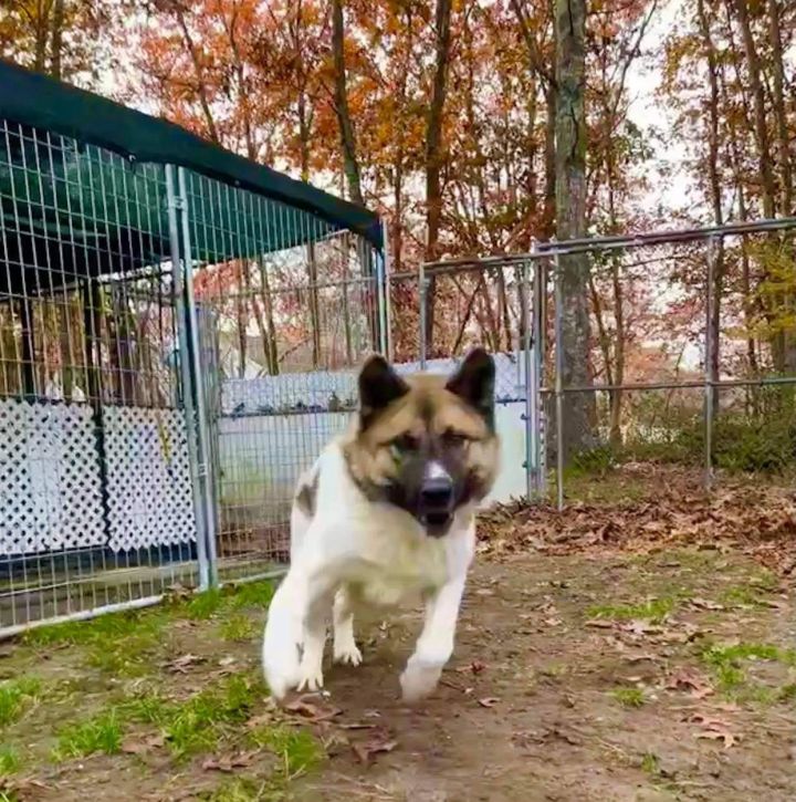 Gage, an adoptable Akita in Toms River, NJ_image-1