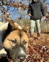 Available - Big East Akita Rescue