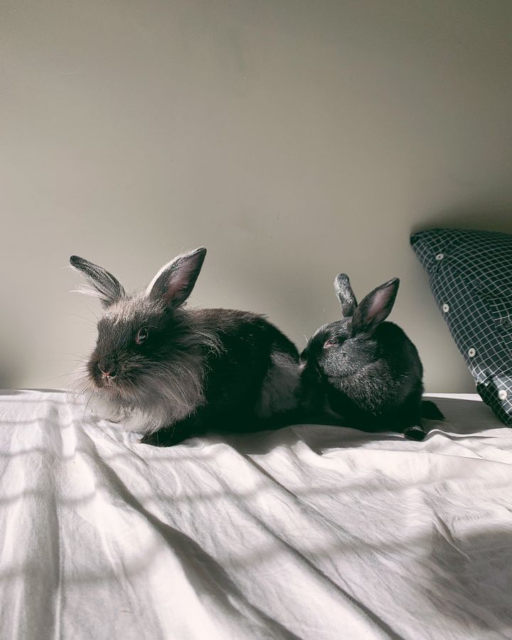 Oogie and Apple, an adopted Lionhead Mix in New York, NY_image-5