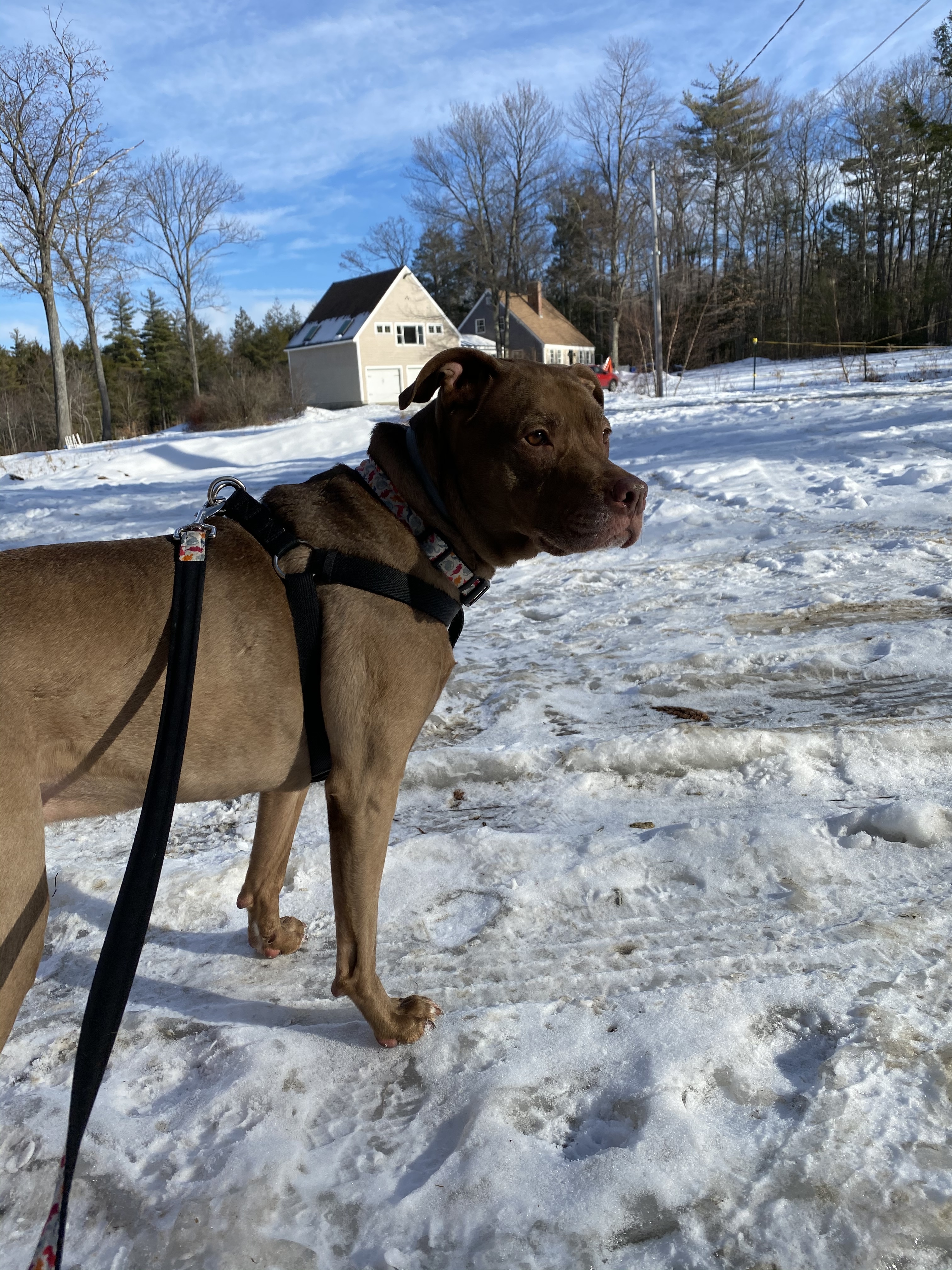 Khaleesi, an adoptable Pit Bull Terrier in New Boston, NH, 03070 | Photo Image 3