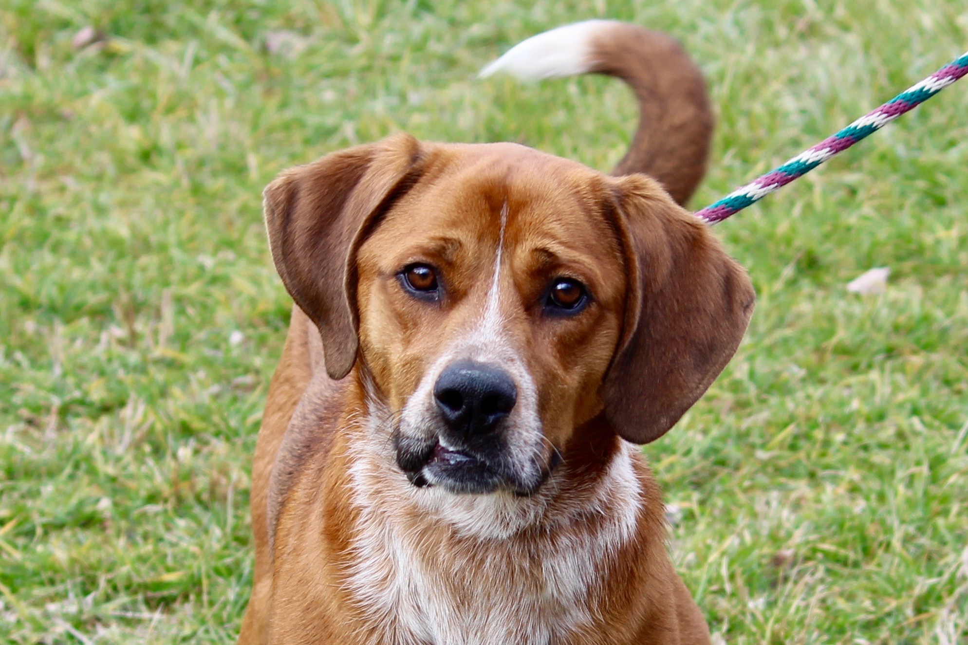 TWAIN, an adoptable Hound in Brazil, IN, 47834 | Photo Image 2
