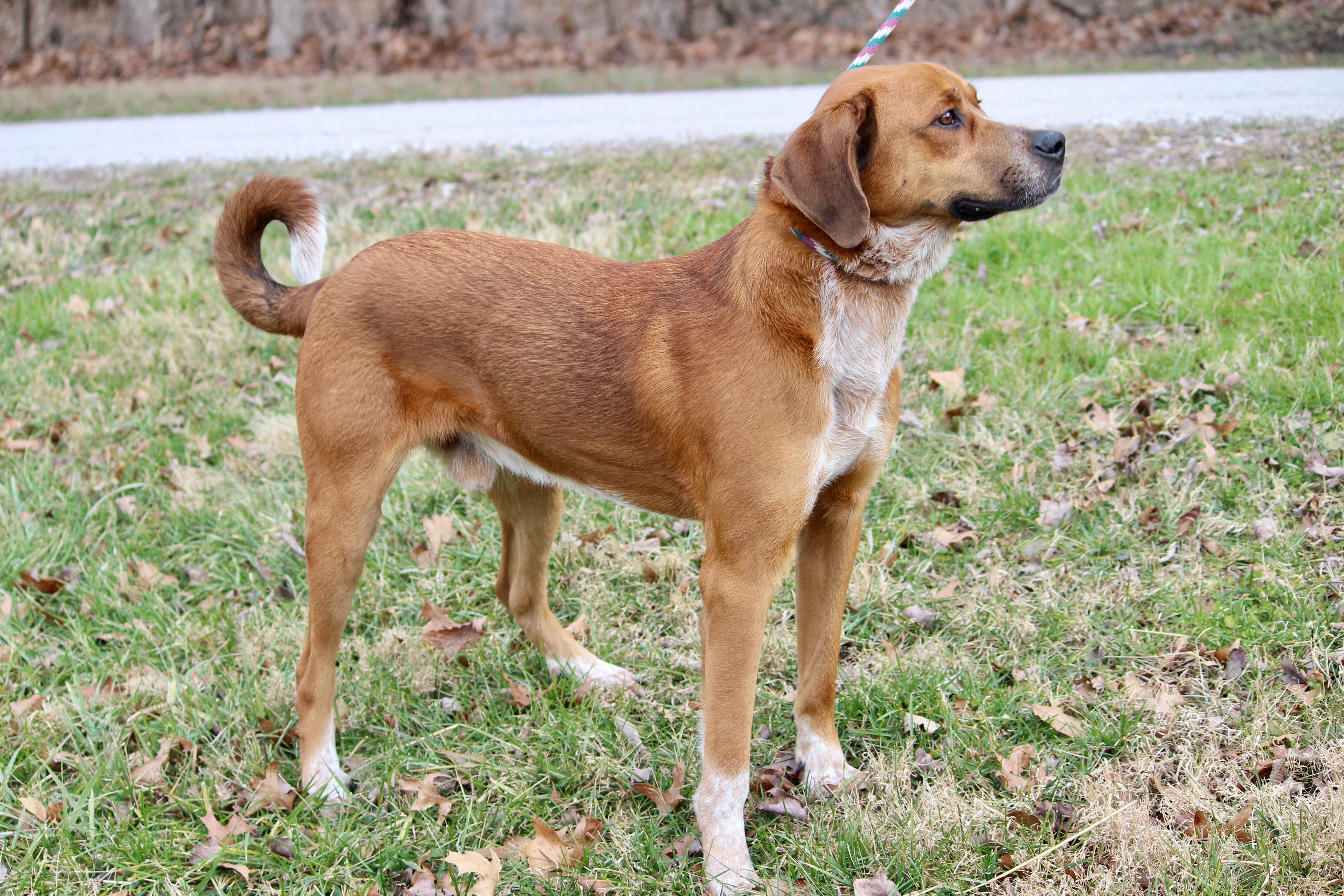 TWAIN, an adoptable Hound in Brazil, IN, 47834 | Photo Image 3