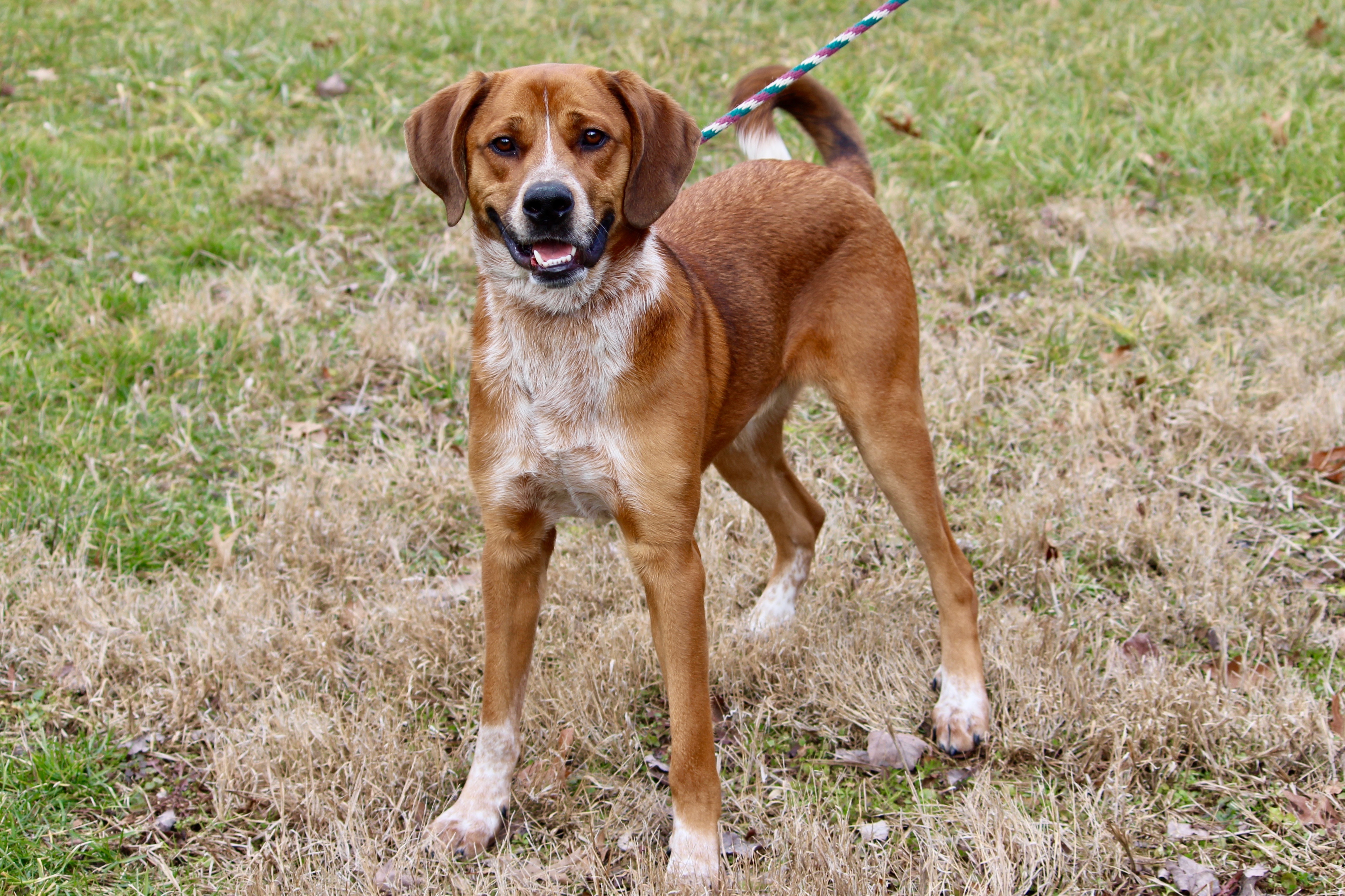 TWAIN, an adoptable Hound in Brazil, IN, 47834 | Photo Image 1