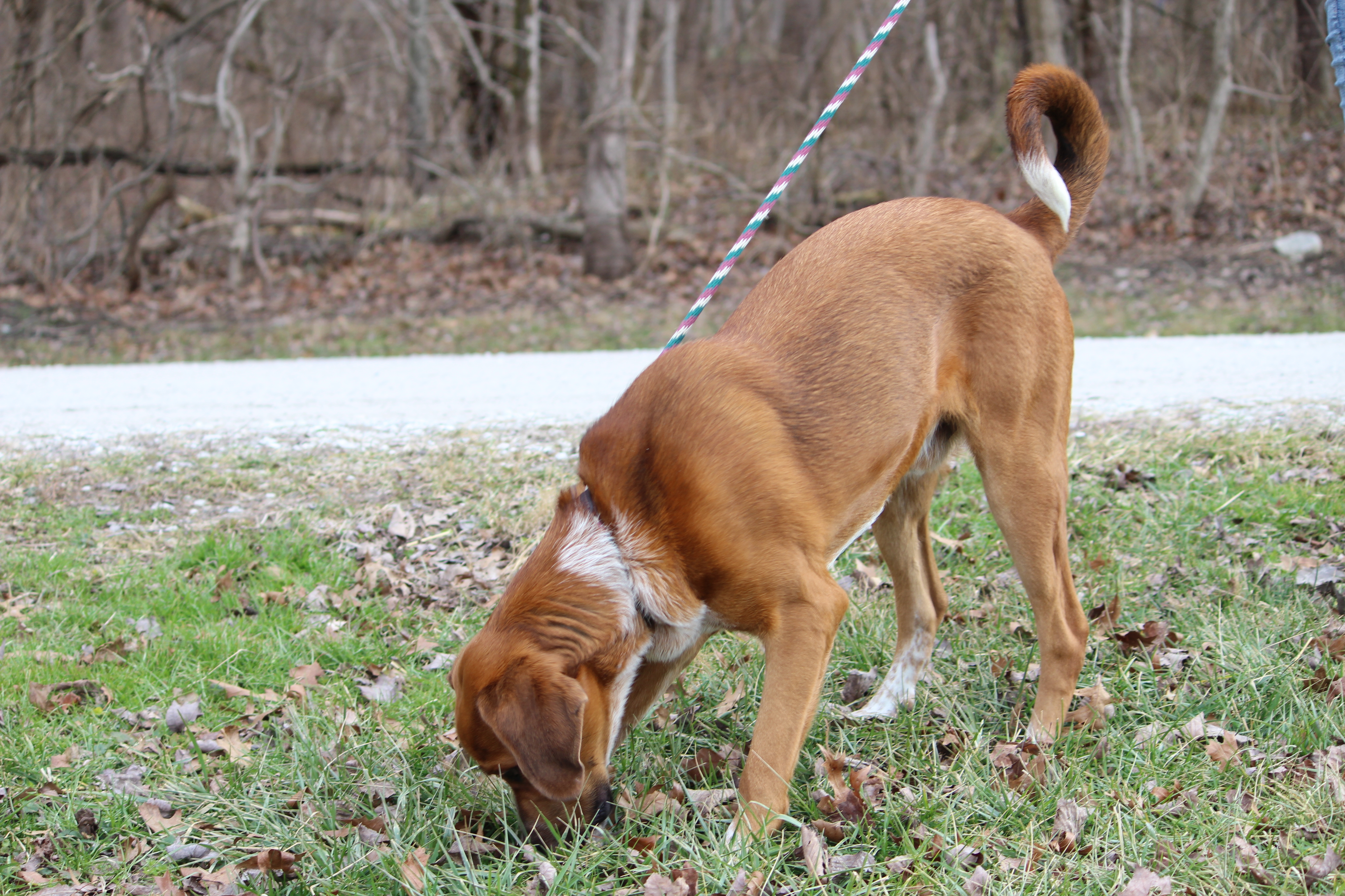 TWAIN, an adoptable Hound in Brazil, IN, 47834 | Photo Image 4