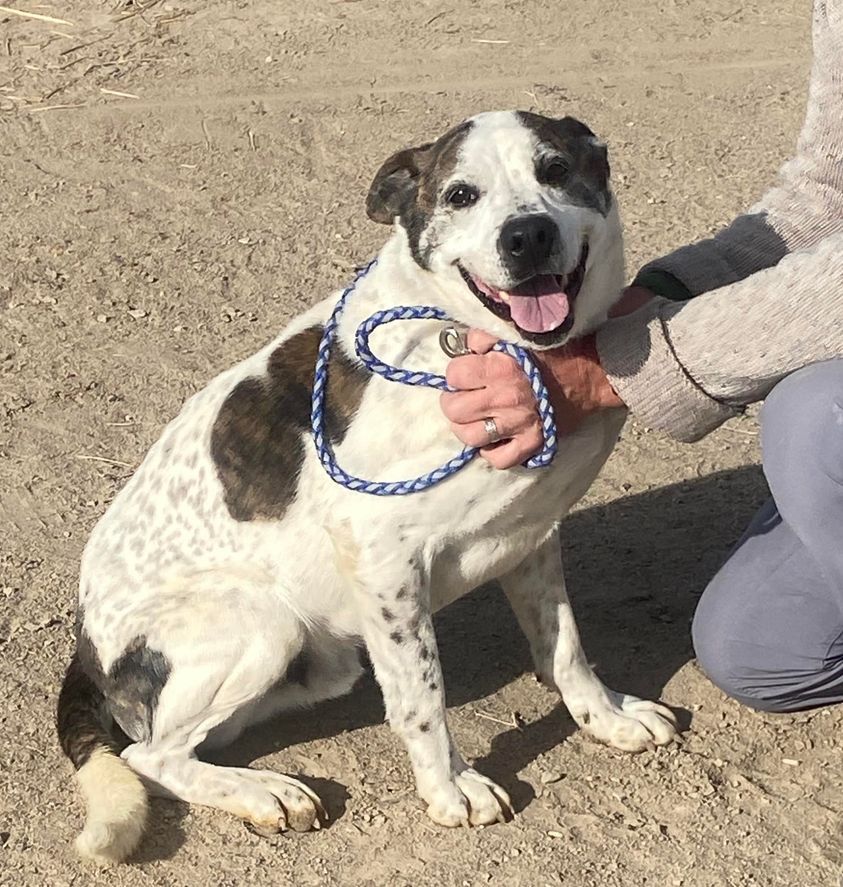 Dodger, an adoptable American Bulldog in Carson City, NV, 89702 | Photo Image 1