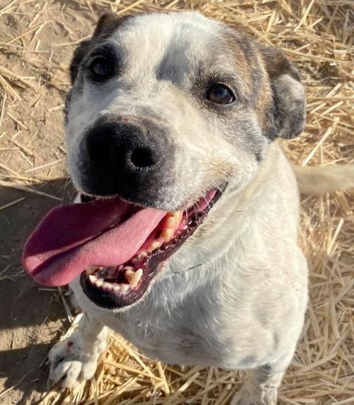 Dodger, an adoptable American Bulldog in Carson City, NV, 89702 | Photo Image 2