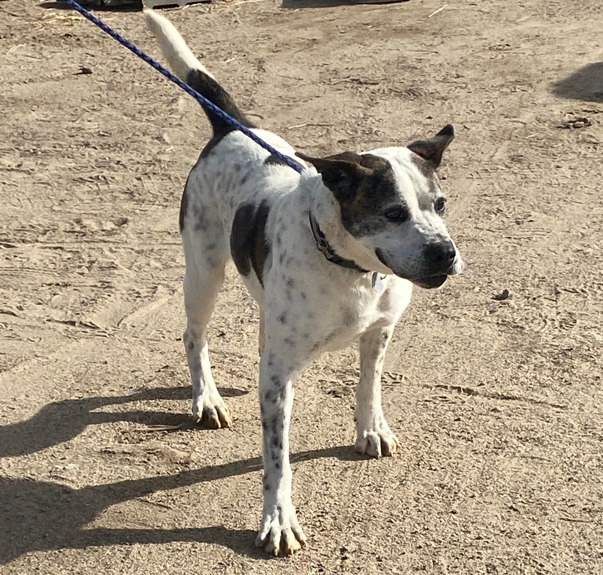Dodger, an adoptable American Bulldog in Carson City, NV, 89702 | Photo Image 3
