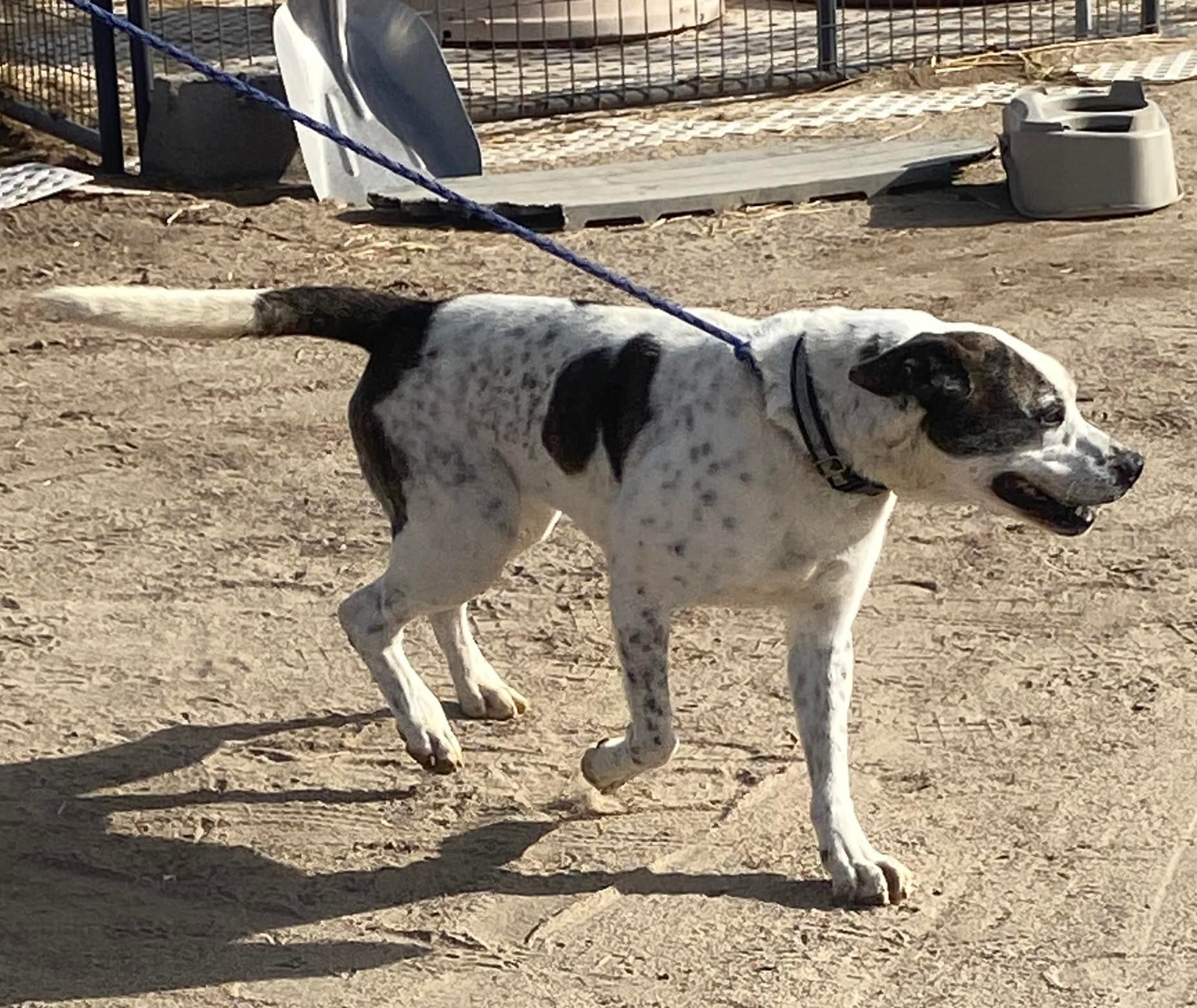Dodger, an adoptable American Bulldog in Carson City, NV, 89702 | Photo Image 4