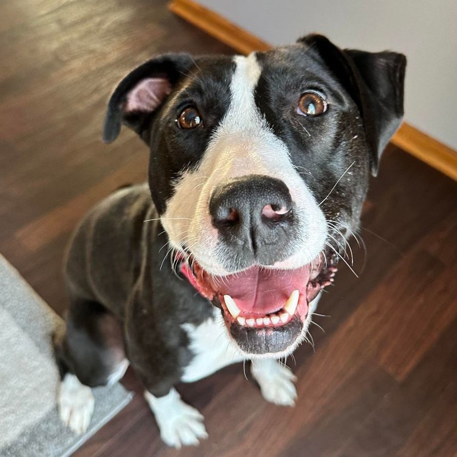 Lilli-Foster Home Needed, an adoptable Terrier in Hartland, WI, 53029 | Photo Image 1