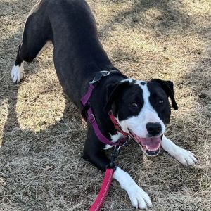 Lilli-Foster Home Needed