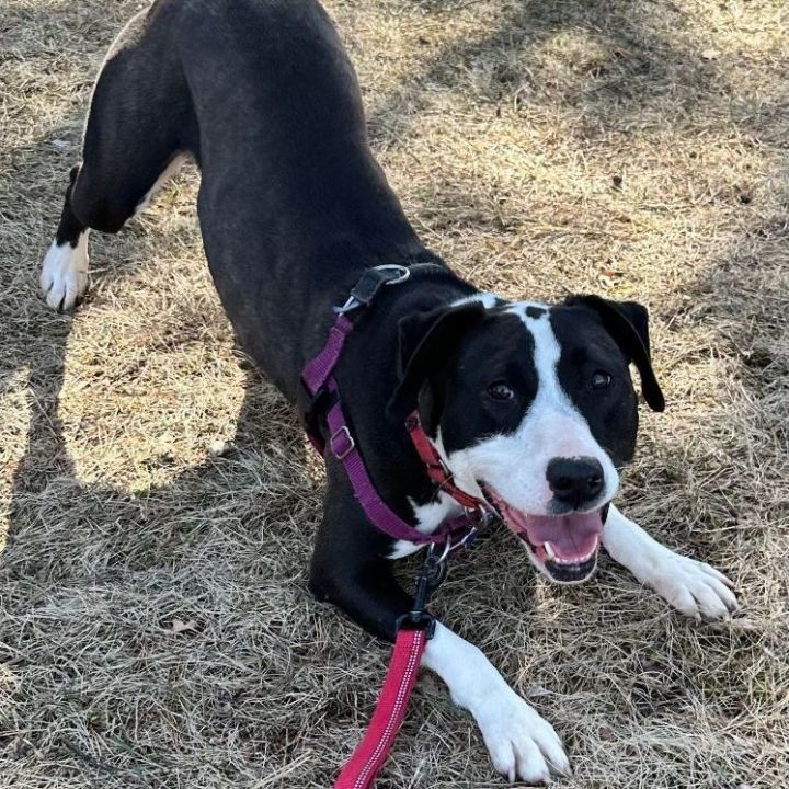 Lilli-Foster Home Needed 1