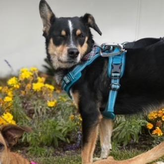 Ray Ray, an adoptable Australian Shepherd in Fresno, CA, 93725 | Photo Image 1