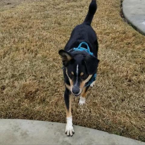 Ray Ray, an adoptable Australian Shepherd in Fresno, CA, 93725 | Photo Image 3