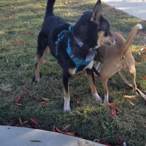 Ray Ray, an adoptable Australian Shepherd in Fresno, CA, 93725 | Photo Image 4