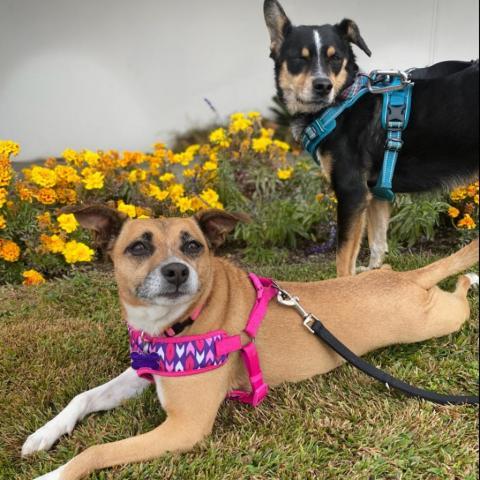 Ray Ray, an adoptable Australian Shepherd in Fresno, CA, 93725 | Photo Image 6