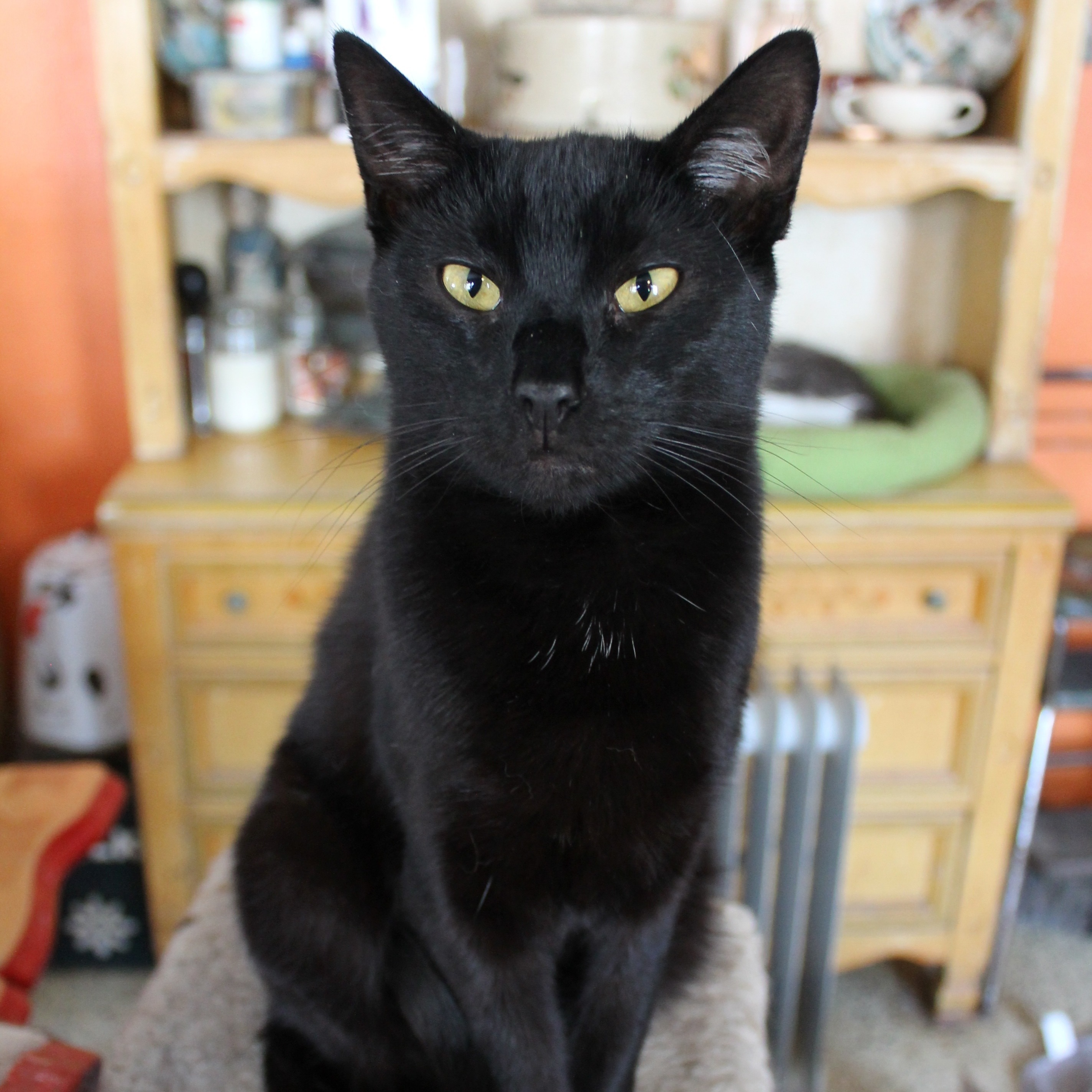 Mr. Green, an adoptable Domestic Short Hair in Hawley, PA, 18428 | Photo Image 1