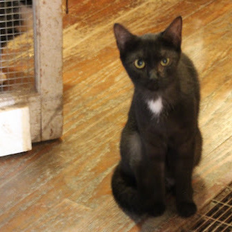 Mrs. White, an adoptable Domestic Short Hair, Tuxedo in Hawley, PA, 18428 | Photo Image 3