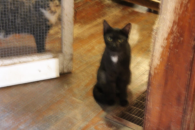 Mrs. White, an adoptable Domestic Short Hair, Tuxedo in Hawley, PA, 18428 | Photo Image 6