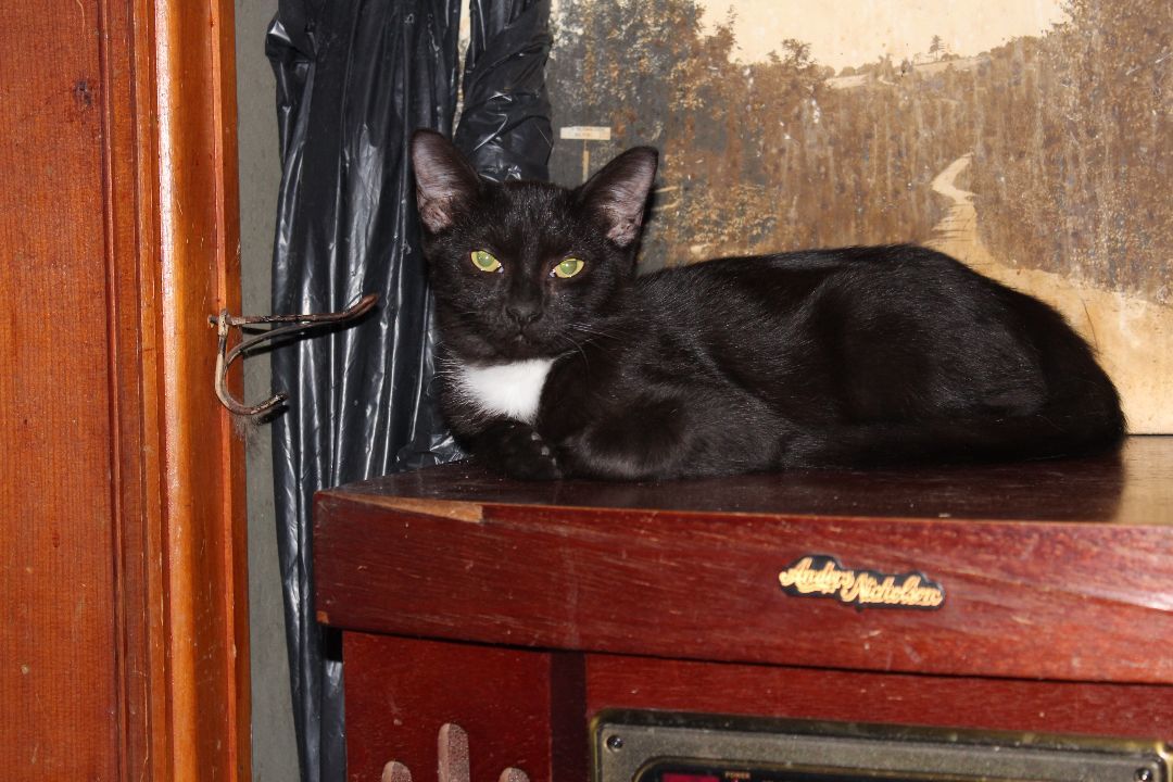 Mrs. White, an adoptable Domestic Short Hair, Tuxedo in Hawley, PA, 18428 | Photo Image 1