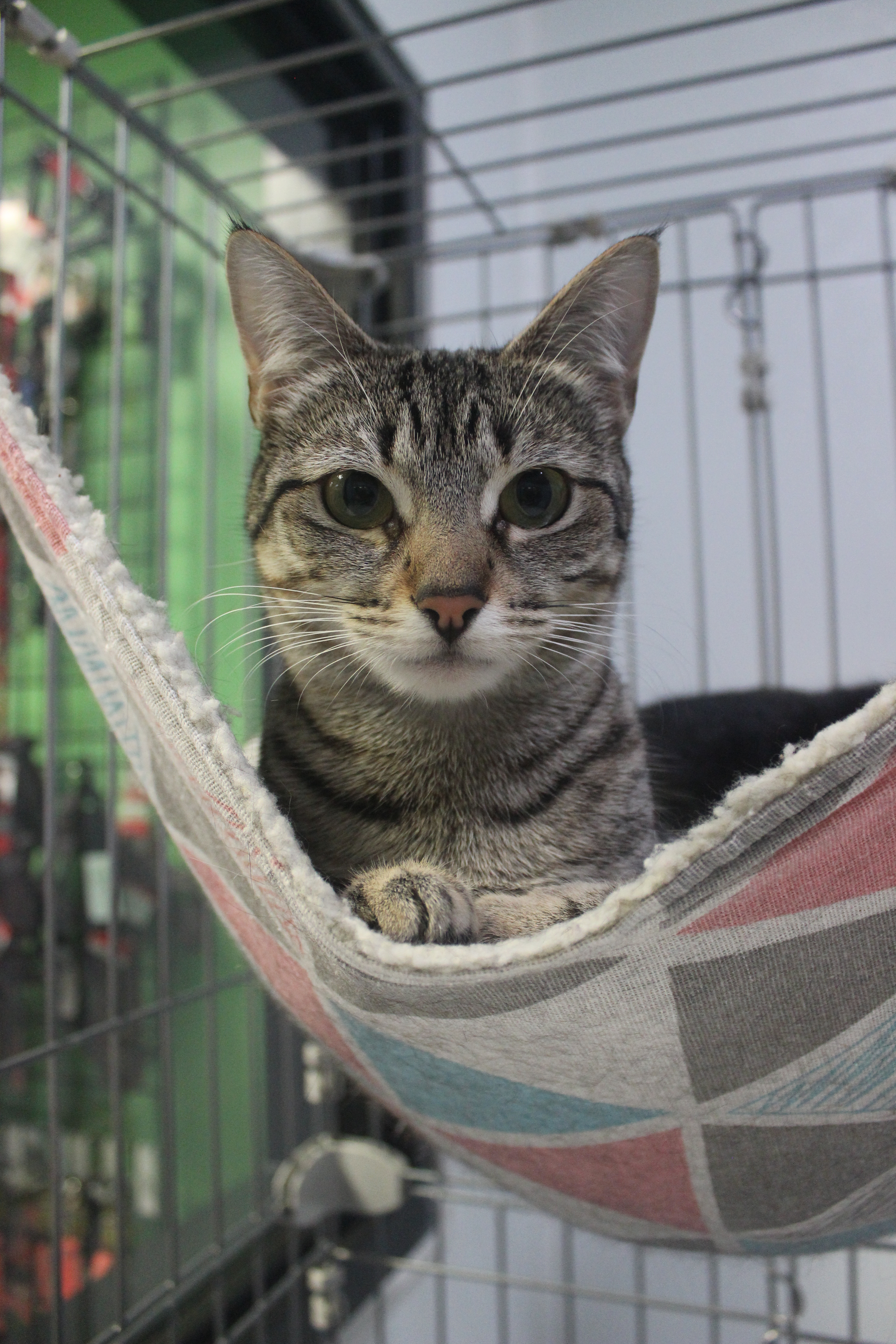 Sallie, an adoptable Domestic Short Hair in Zebulon, NC, 27597 | Photo Image 1