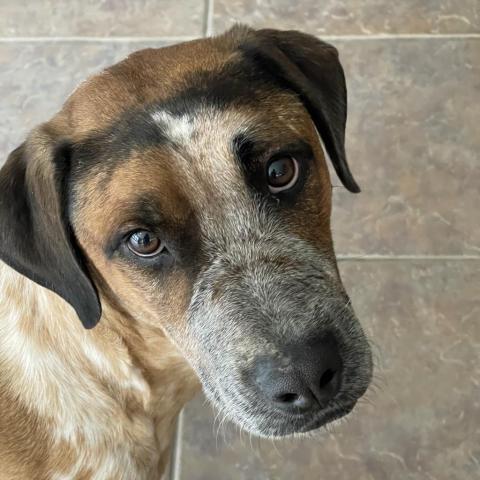 Duke, an adoptable Mixed Breed in Dallas, TX, 75201 | Photo Image 1