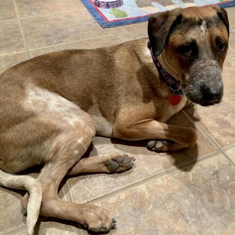 Duke, an adoptable Mixed Breed in Dallas, TX, 75201 | Photo Image 3