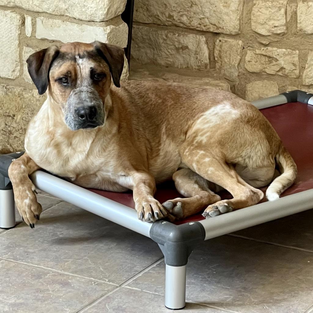 Duke, an adoptable Mixed Breed in Dallas, TX, 75201 | Photo Image 3