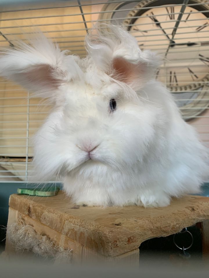 Angora lionhead hot sale mix rabbit