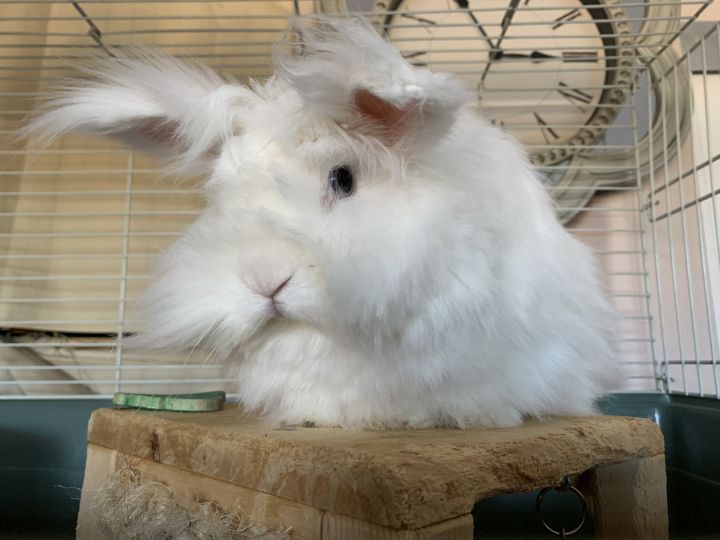 lionhead bunnies for adoption near me