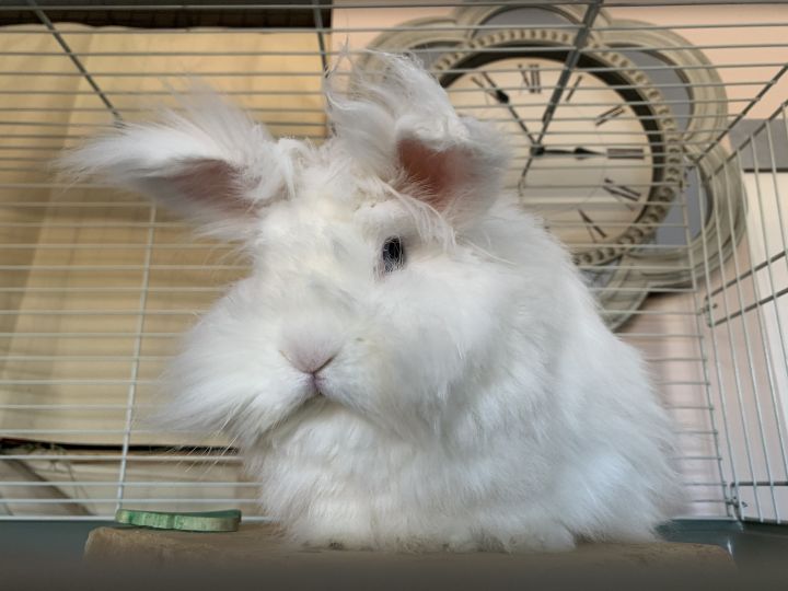 Angora hot sale lionhead mix