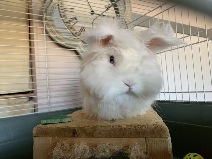 Angora lionhead hot sale mix rabbit