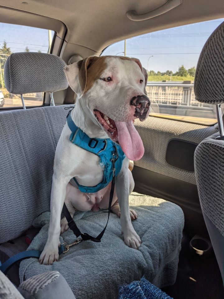 Nikita, an adoptable Pit Bull Terrier in Richmond, BC_image-1