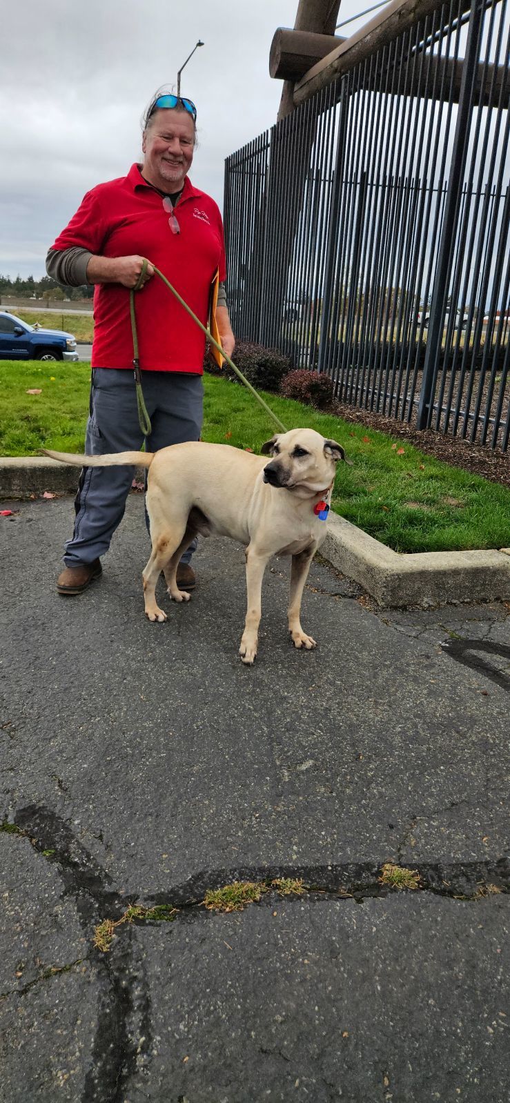 Tarzan, an adoptable Anatolian Shepherd, Hound in Shelton, WA, 98584 | Photo Image 1