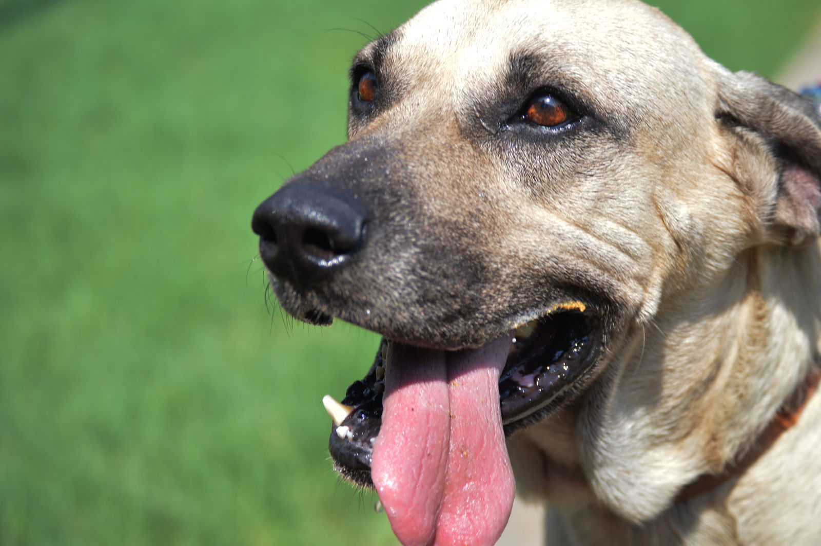 Tarzan, an adoptable Hound in Austin, TX, 78726 | Photo Image 2