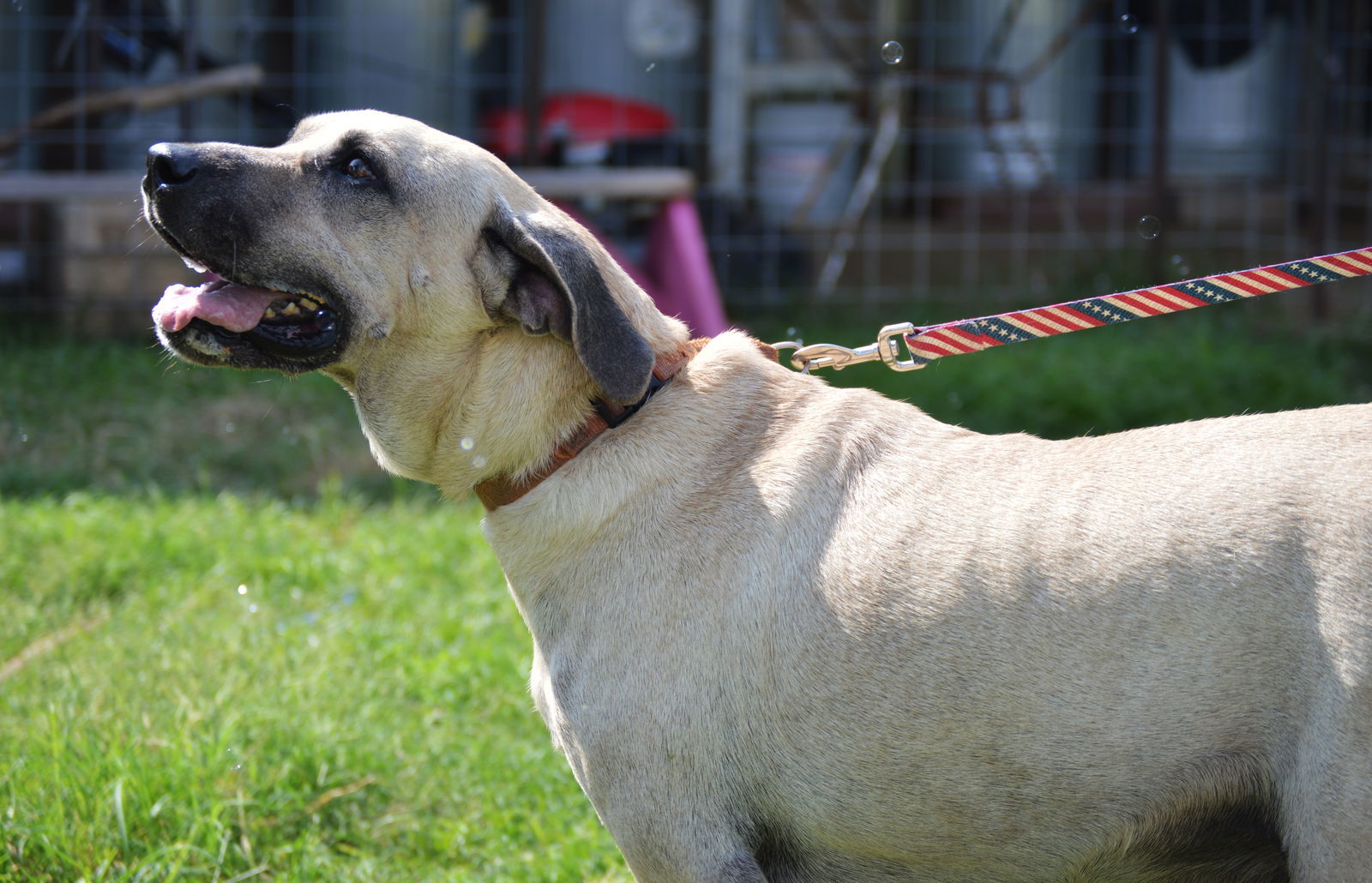 Tarzan, an adoptable Hound in Austin, TX, 78726 | Photo Image 2