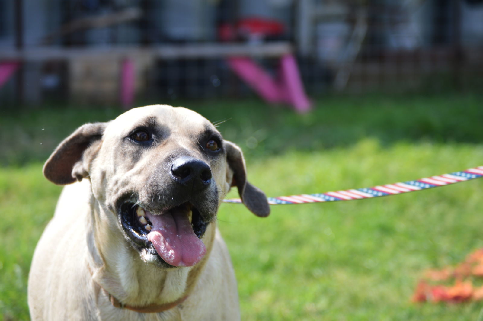 Tarzan, an adoptable Hound in Austin, TX, 78726 | Photo Image 3