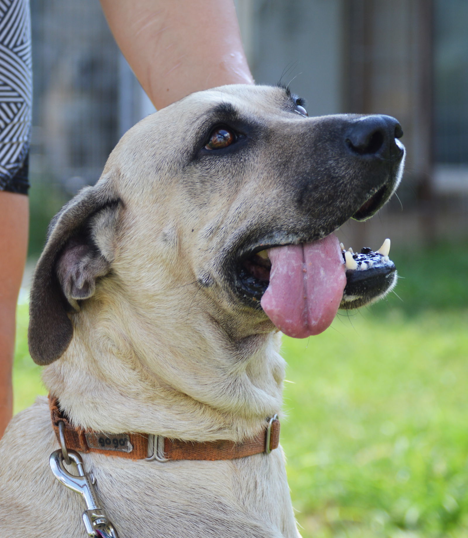 Tarzan, an adoptable Hound in Austin, TX, 78726 | Photo Image 3