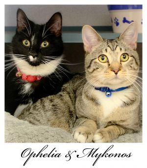 Ophelia & Mykonos BONDED PAIR