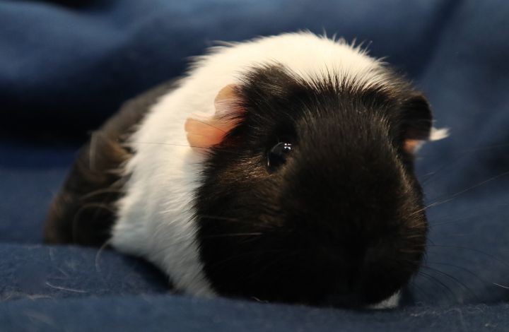 MISSING, an adopted Guinea Pig in Forked River, NJ_image-1