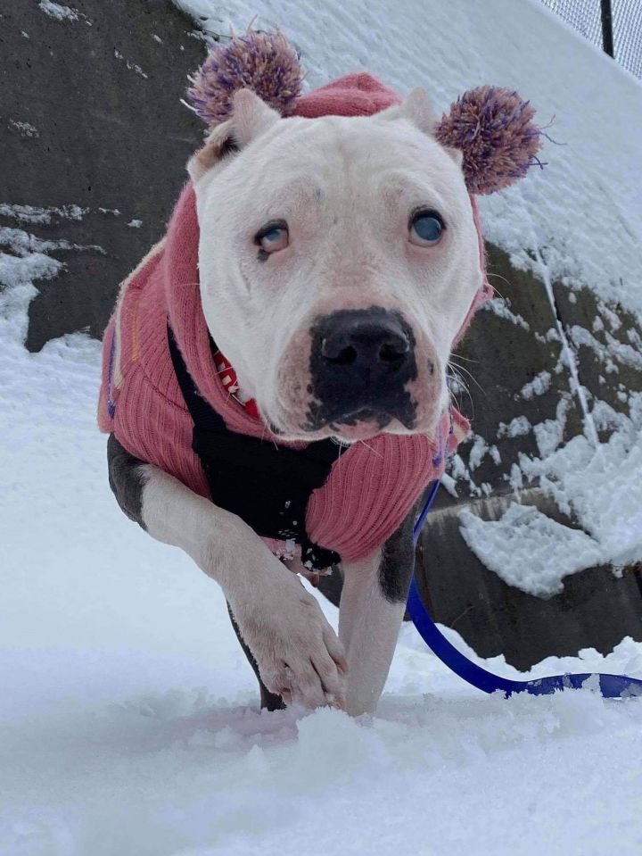 Halo, an adopted Pit Bull Terrier Mix in Stamford, CT_image-5