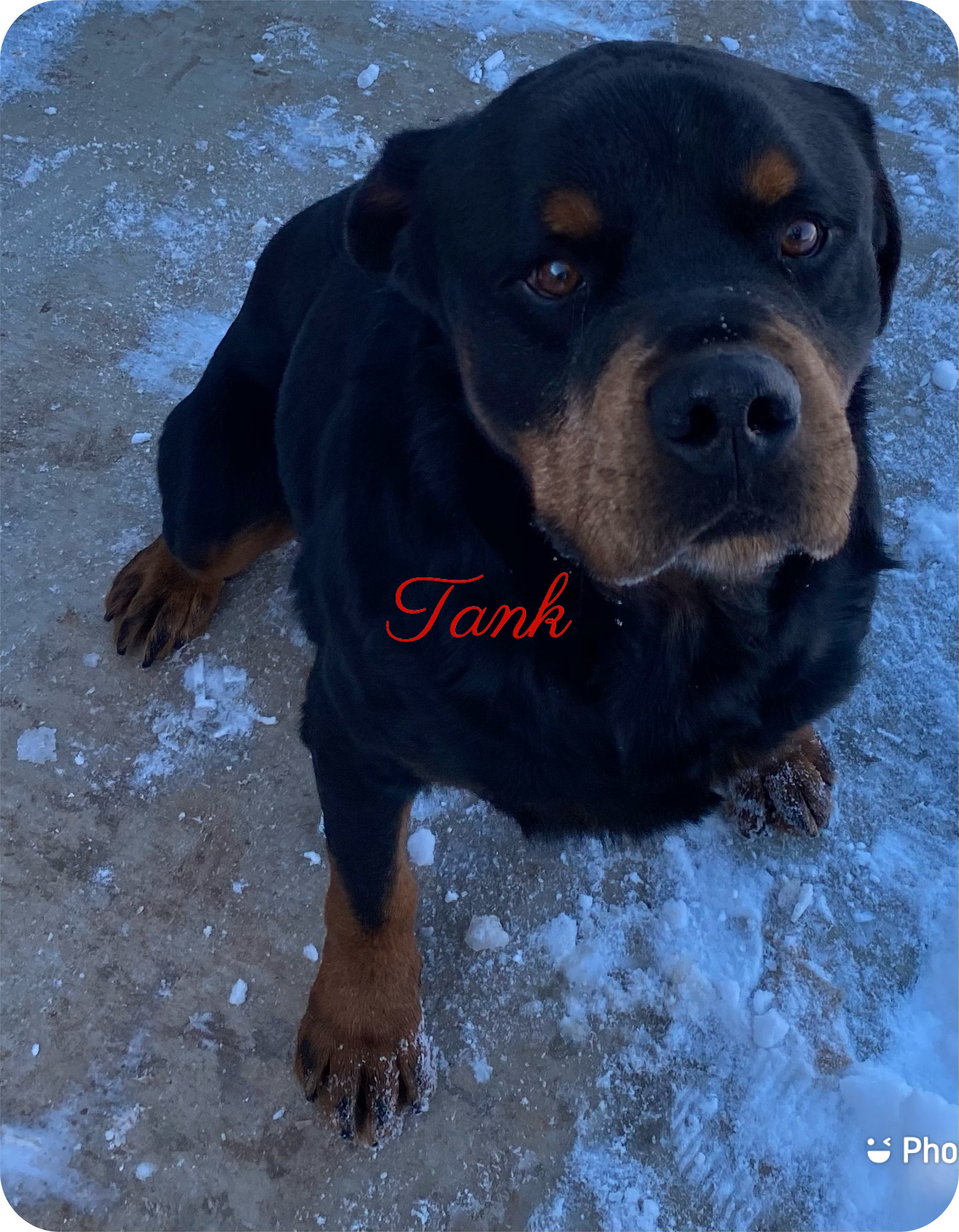 Tank, an adoptable Rottweiler in Canyon, TX, 79015 | Photo Image 1