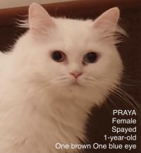 Praya Kuwaiti Odd Eyed Purrsian Mix detail page