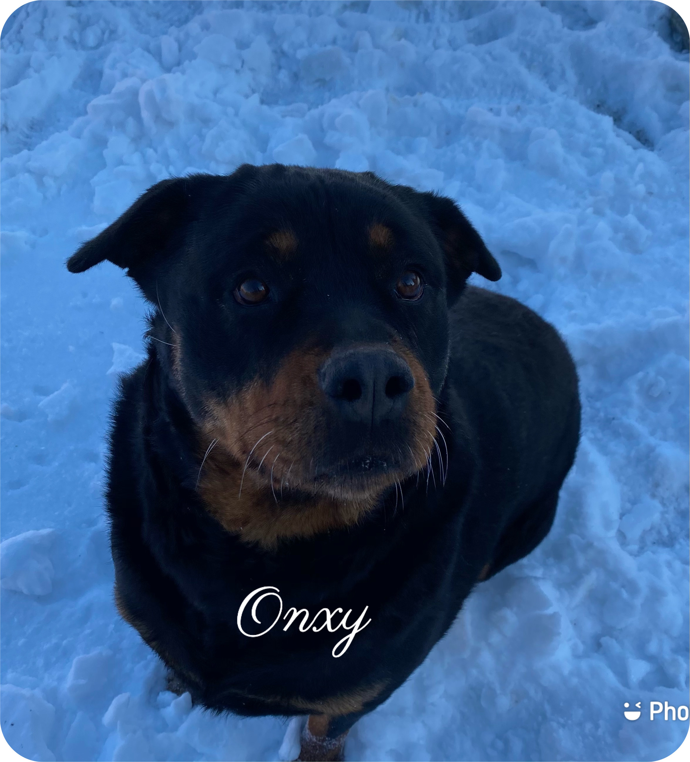 Onyx, an adoptable Rottweiler in Canyon, TX, 79015 | Photo Image 1