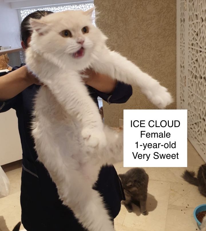 Ice Cloud Kuwaiti Cream Purrsian 1