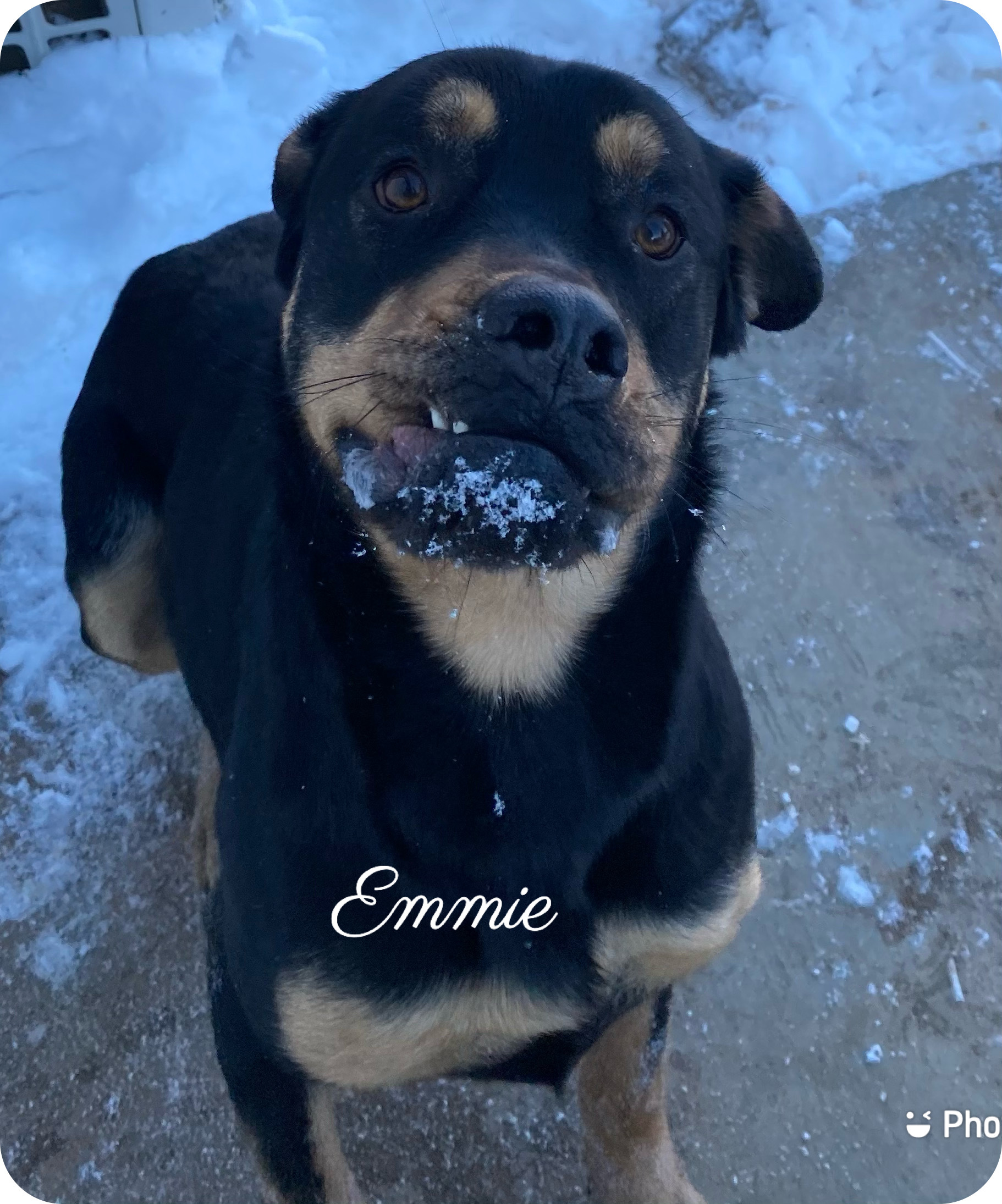 Emmie, an adoptable Rottweiler, Boxer in Canyon, TX, 79015 | Photo Image 1