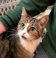 VIRGINIA - Beautiful, Charming, Cuddly, Affectionate, 4-Year-Old, Bengal Mix Girl! 2