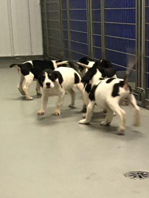 Puppies! 4 girls 1 boy